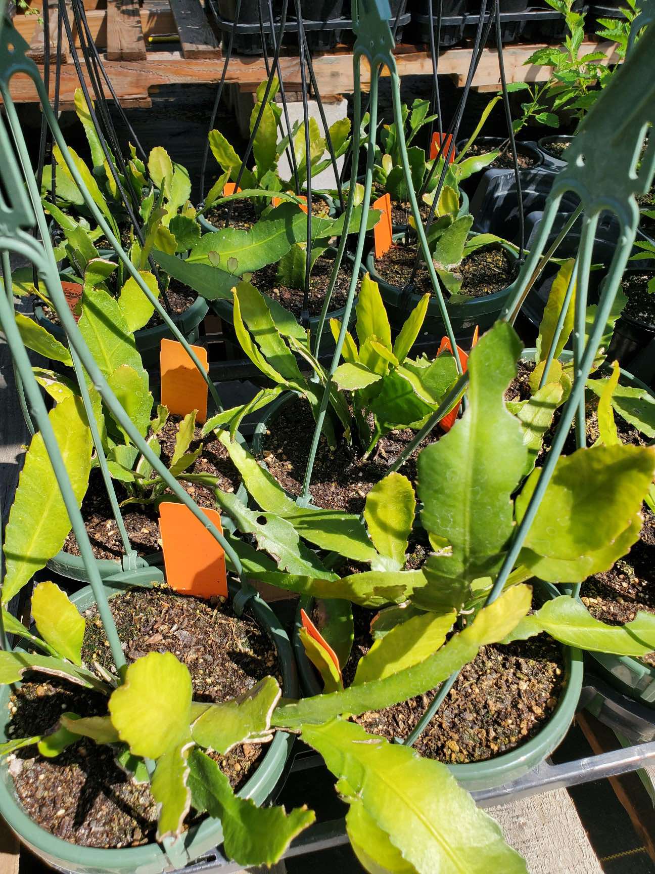 Pseudorhipsalis amazonica --Blue Flame Rhipsalis--