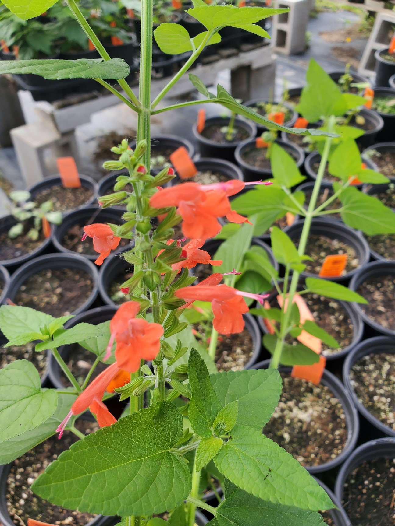 Salvia coccinea --Salmon Tropical Sage--