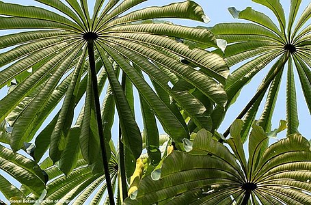 Musanga cecropioides --African Corkwood--