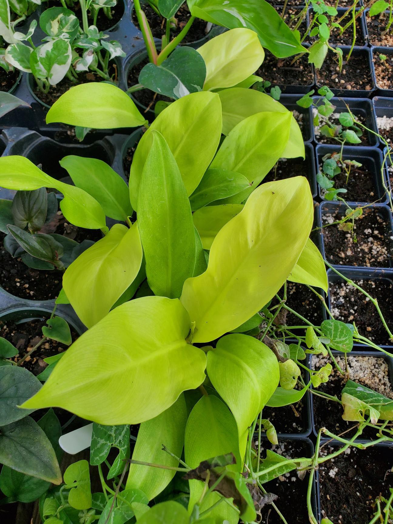 philodendron thai sunrise vs golden goddess Philodendron erubescens 'Ceylon Beauty'