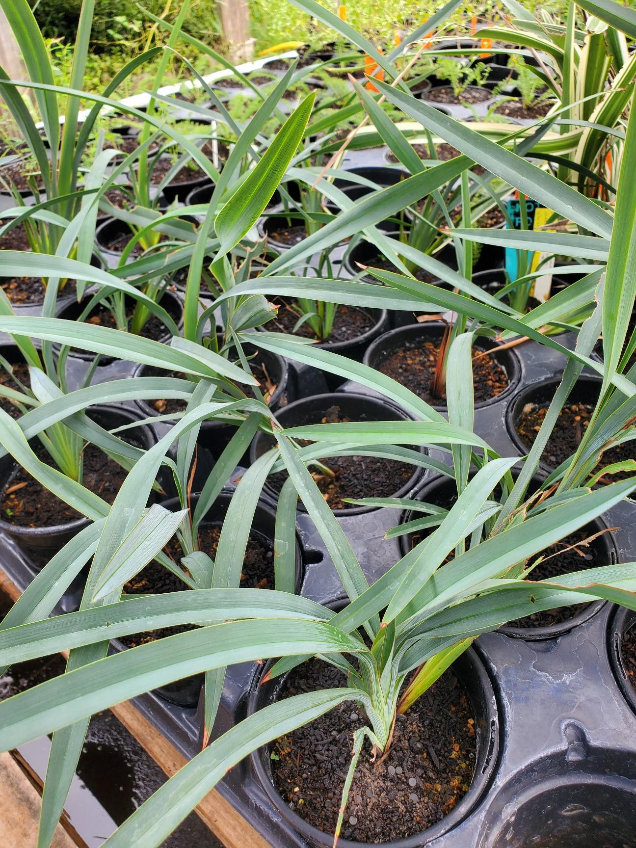 Dianella --Blue Flax Lily-- - Plant Nursery – Lone Star Nursery