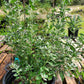 Leucophyllum frutescens --Compact Texas Sage--