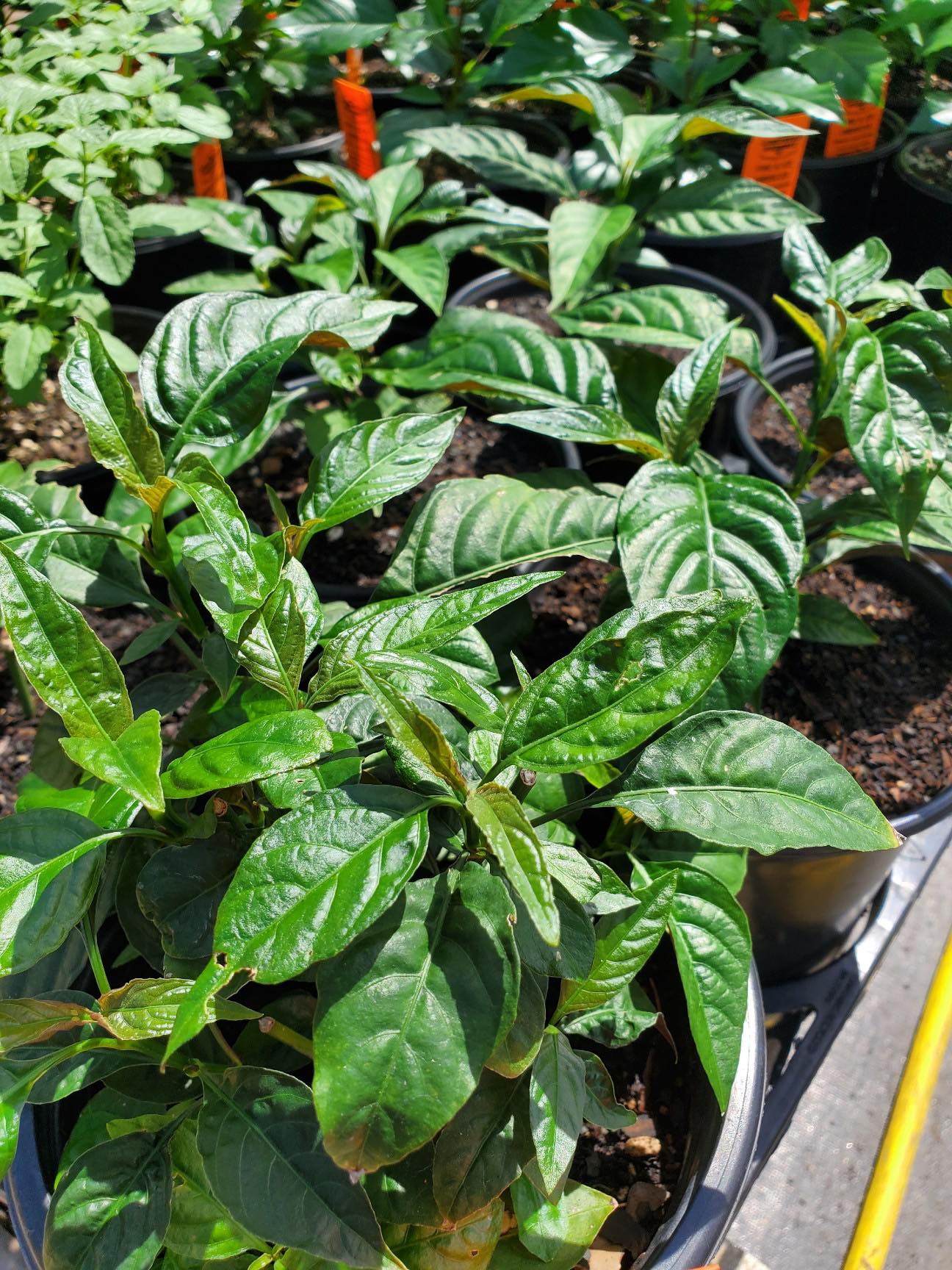 Ruellia brevifolia --Red Christmas Pride Ruellia--