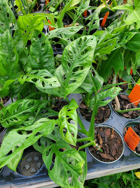 Monstera adansonii --Swiss Cheese Vine--