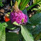 Buddleja davidii --Dwarf Pink Butterfly Bush--