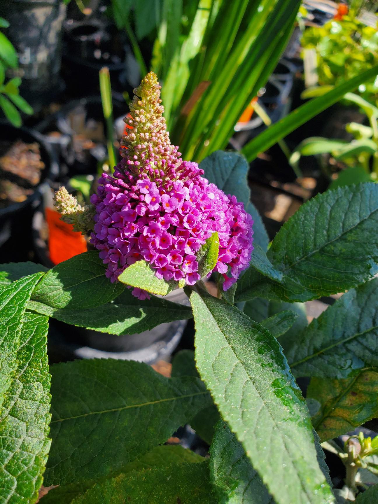 Buddleja davidii --Dwarf Pink Butterfly Bush--