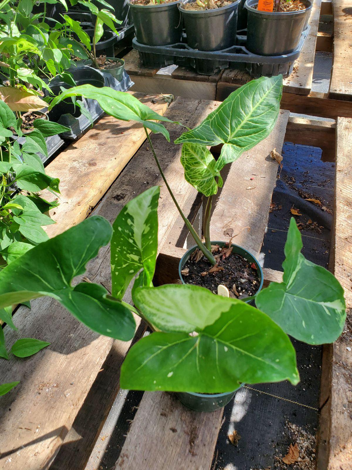 Syngonium podophyllum --Panda Arrowhead Vine--