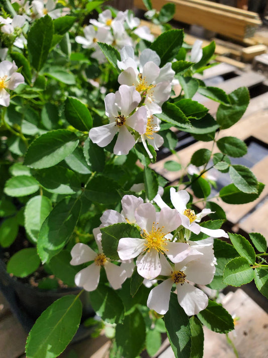 Rosa chinensis v. minima --White Clusters Single Rose--