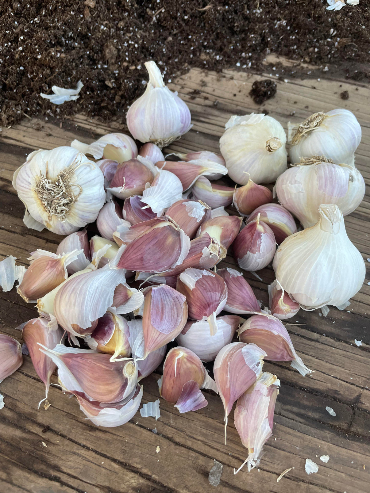 GARLIC 'Music' Allium sativum Lone Star Nursery