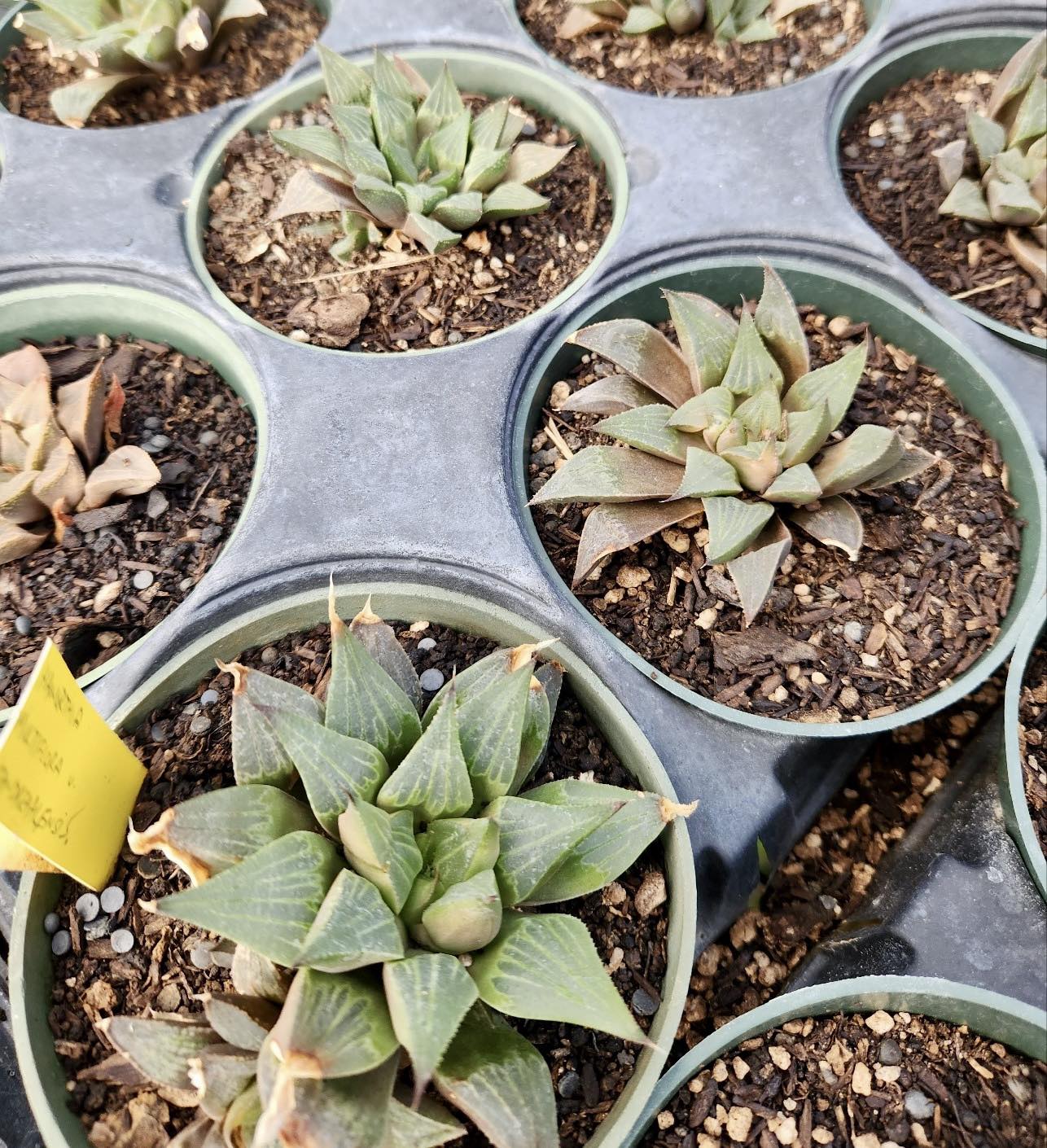 Haworthia multifolia var. sandkraalensis