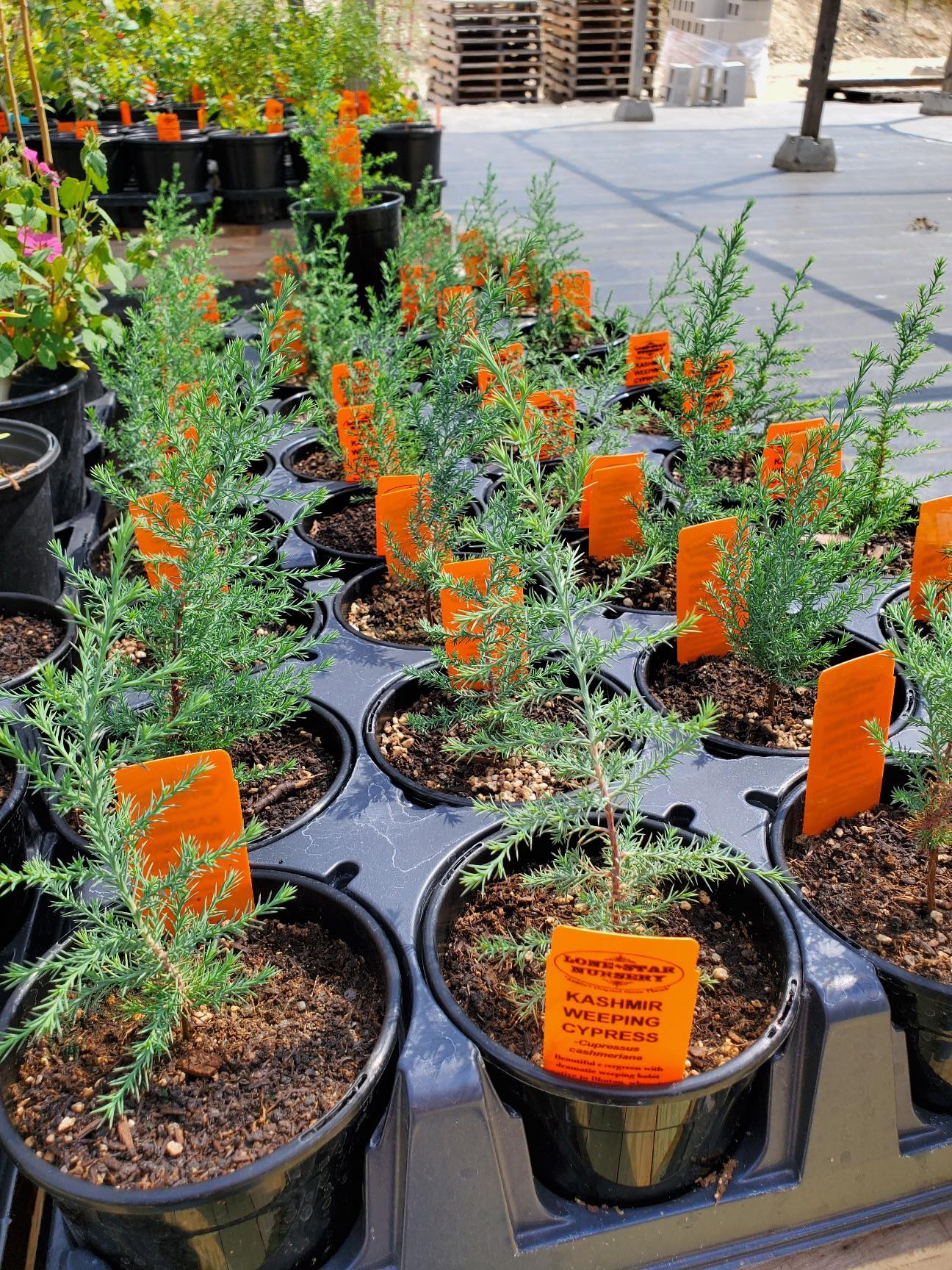 Cupressus cashmeriana --Kashmir Weeping Cypress--