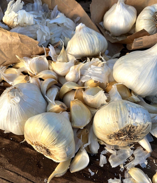 GARLIC 'Early Purple Italian' --Allium sativum--