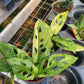 Monstera adansonii --Mint Swiss Cheese Vine--