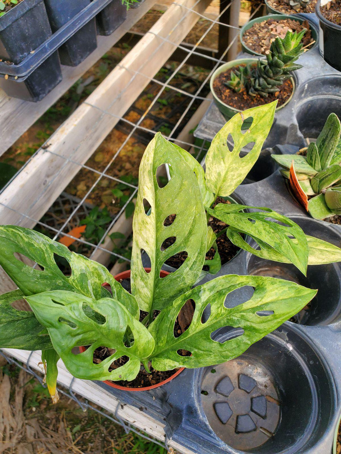 Monstera adansonii Mint Swiss Cheese Vine Lone Star Nursery