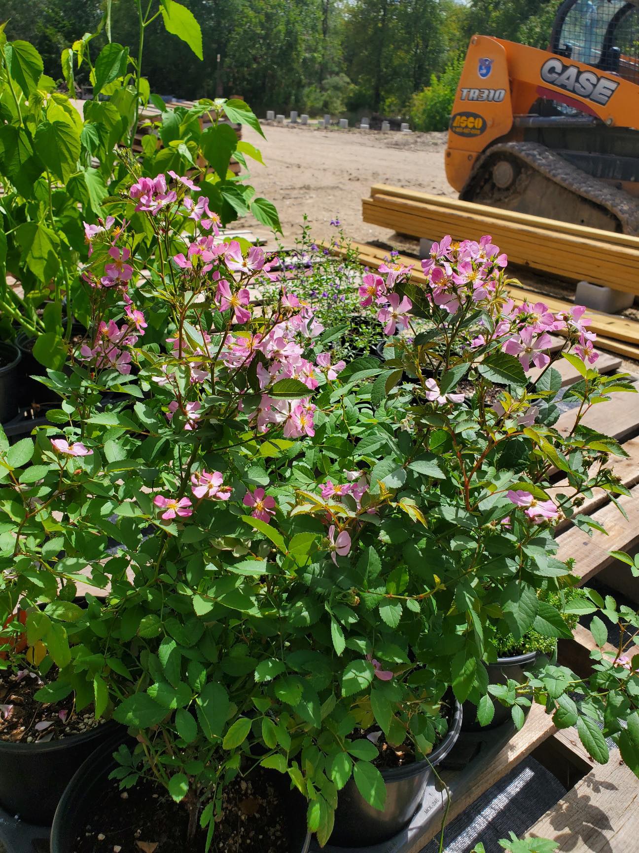 Rosa chinensis v. minima --Pink Clusters Single Rose--