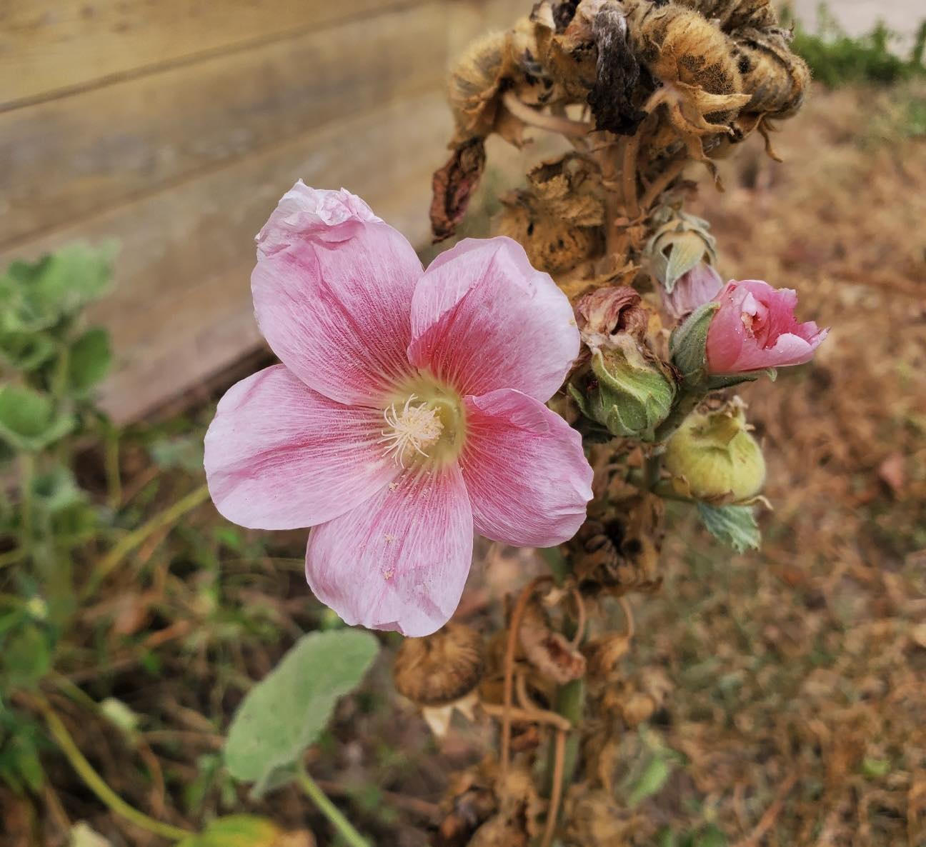 HOLLYHOCK 'Pink' --Alcea setosa--