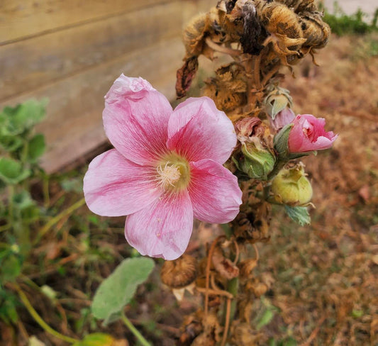 HOLLYHOCK 'Pink' --Alcea setosa--