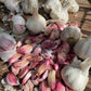 GARLIC 'Spanish Roja' --Allium sativum--