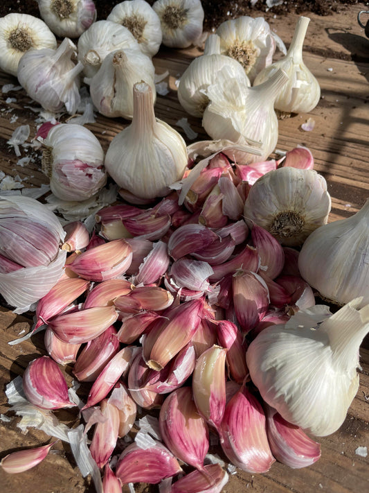 GARLIC 'Spanish Roja' --Allium sativum--