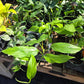 Monstera acacoyaguensis