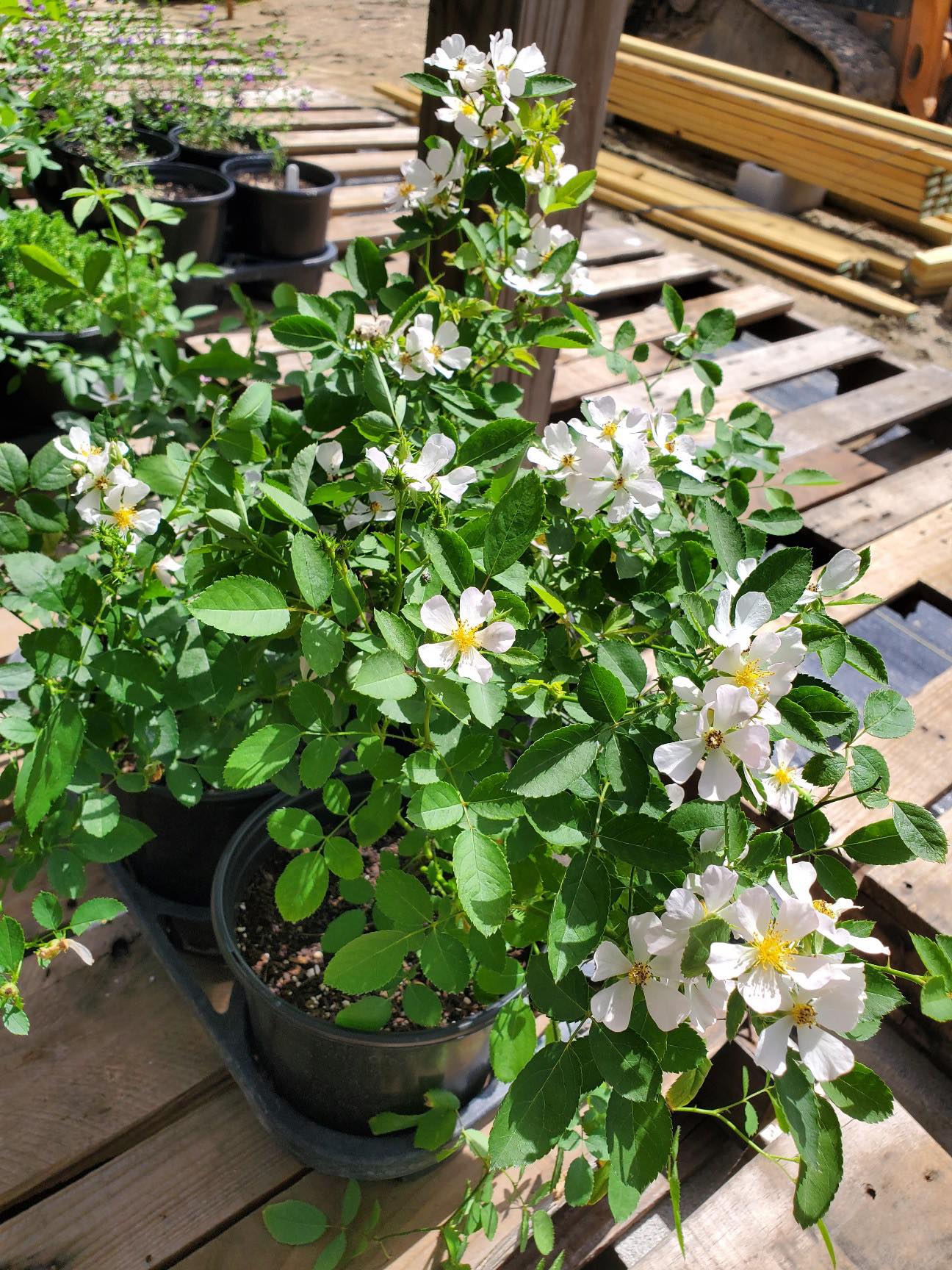 Rosa chinensis v. minima --White Clusters Single Rose--