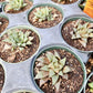 Haworthia multifolia var. sandkraalensis