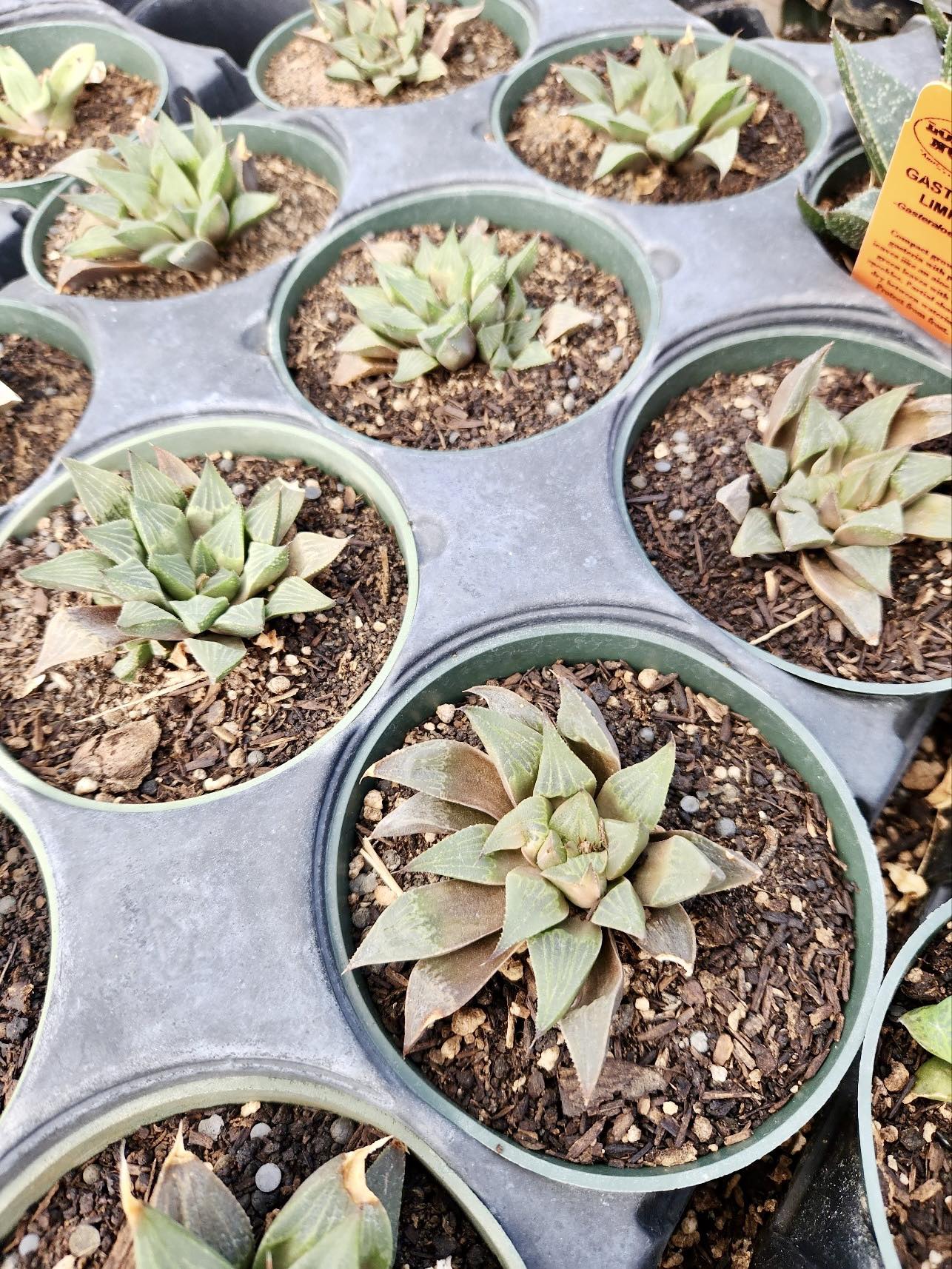 Haworthia multifolia var. sandkraalensis