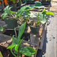Philodendron squamiferum x pedatum --Florida Green Philodendron--