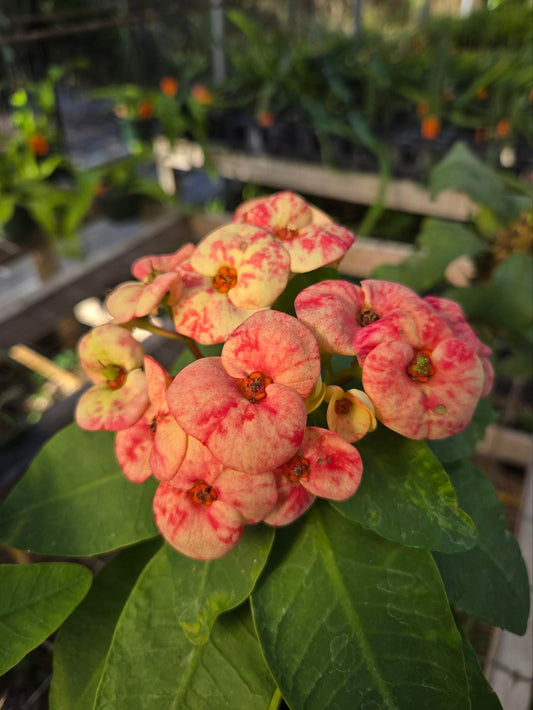 Euphorbia milii hybrid --Speckled Sweetheart Crown of Thorns--