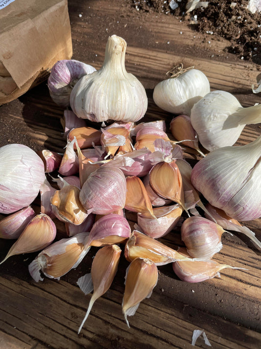 GARLIC 'Georgian Fire' --Allium sativum--