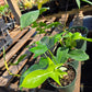Philodendron squamiferum x pedatum --Florida Green Philodendron--