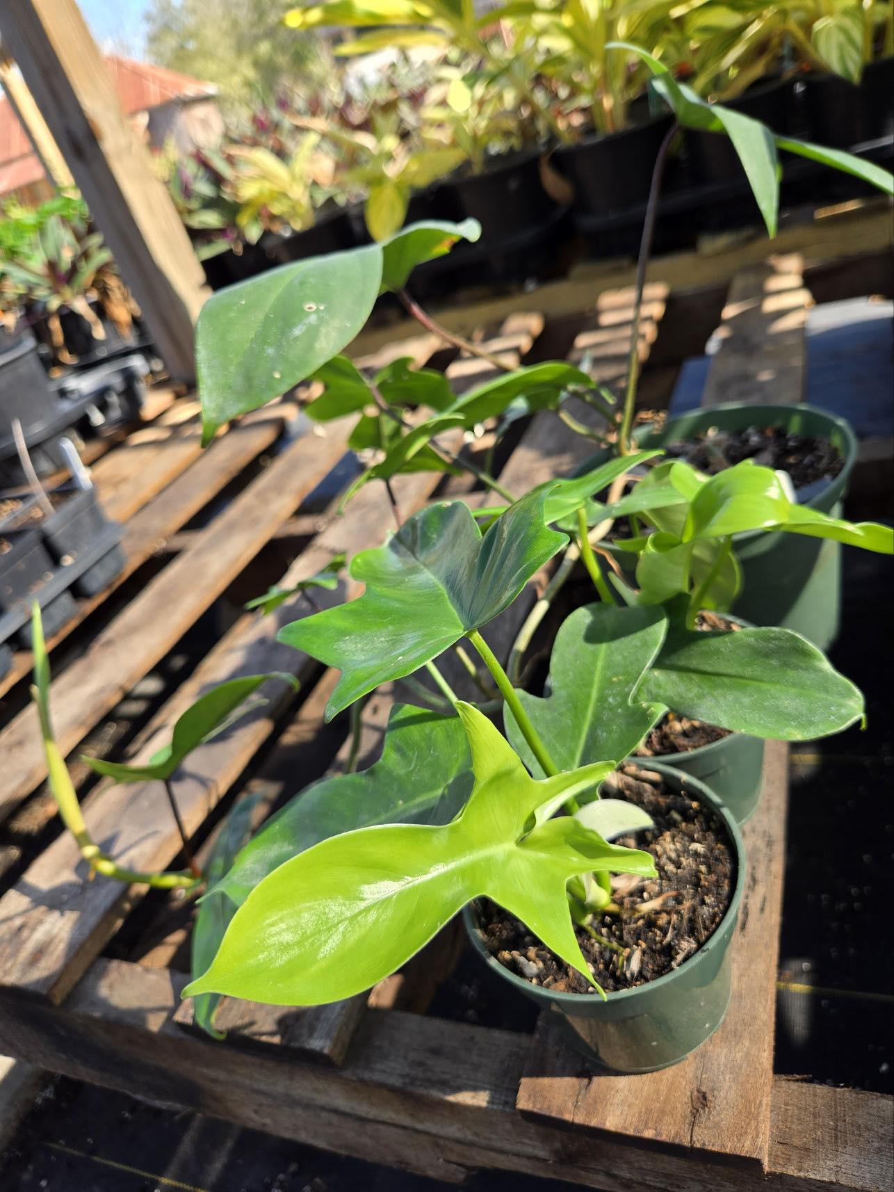 Philodendron squamiferum x pedatum --Florida Green Philodendron--