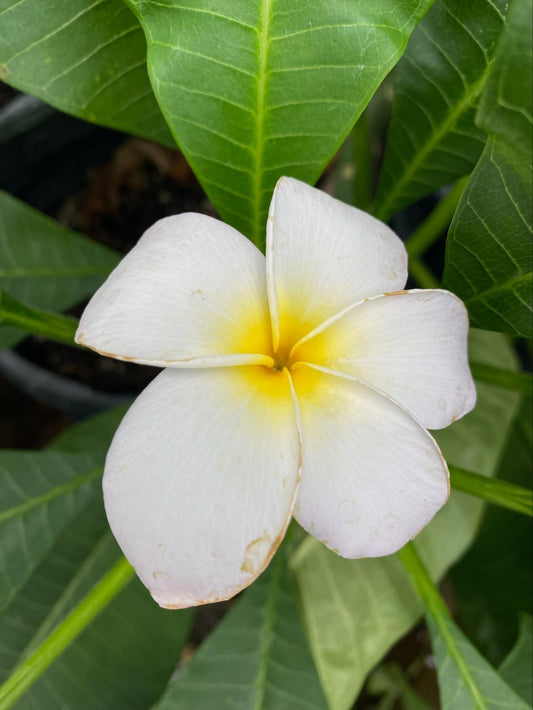 Plumeria #60 D2