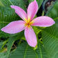 Plumeria #32