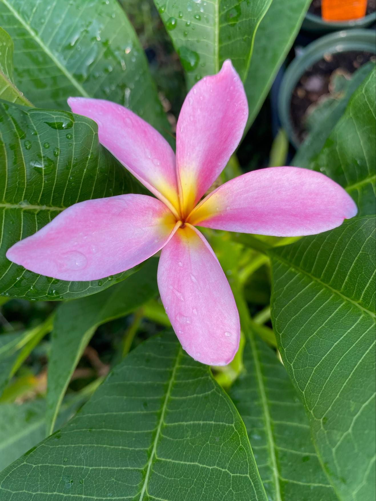 Plumeria #32