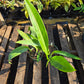 Philodendron crassinervium