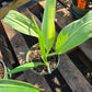 Philodendron crassinervium