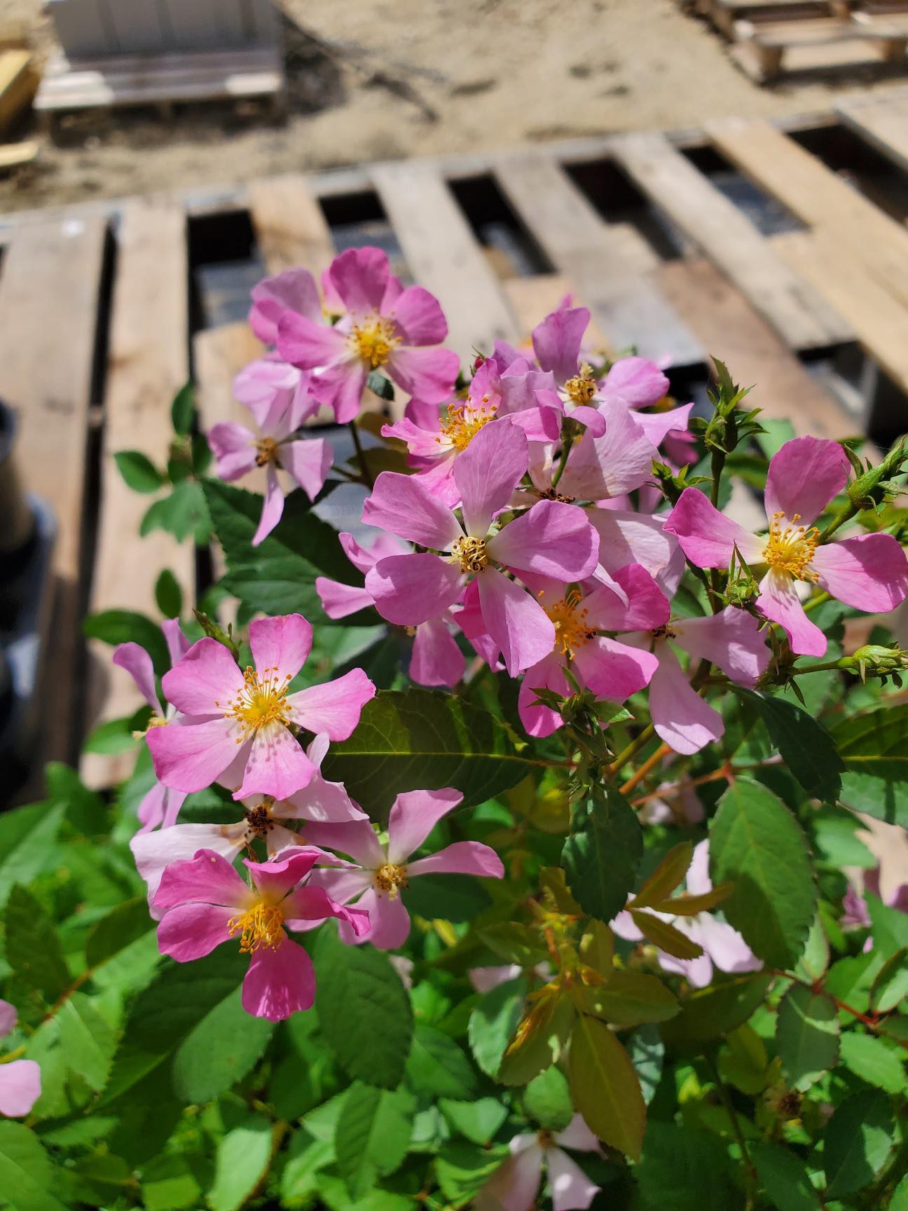 Rosa chinensis v. minima --Pink Clusters Single Rose--