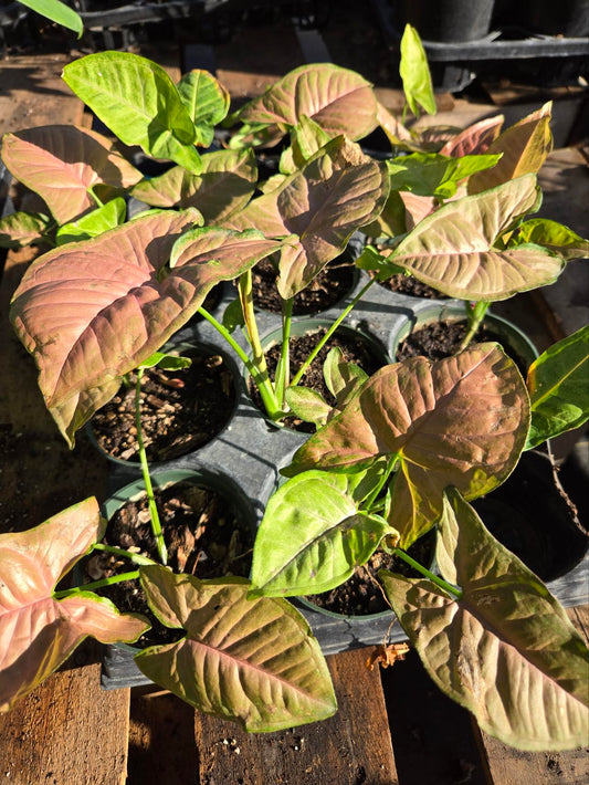 Syngonium --Pink Flecked Arrowhead Vine--