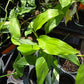 Monstera acacoyaguensis