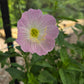 Oenothera speciosa --Showy Pink Evening Primrose--