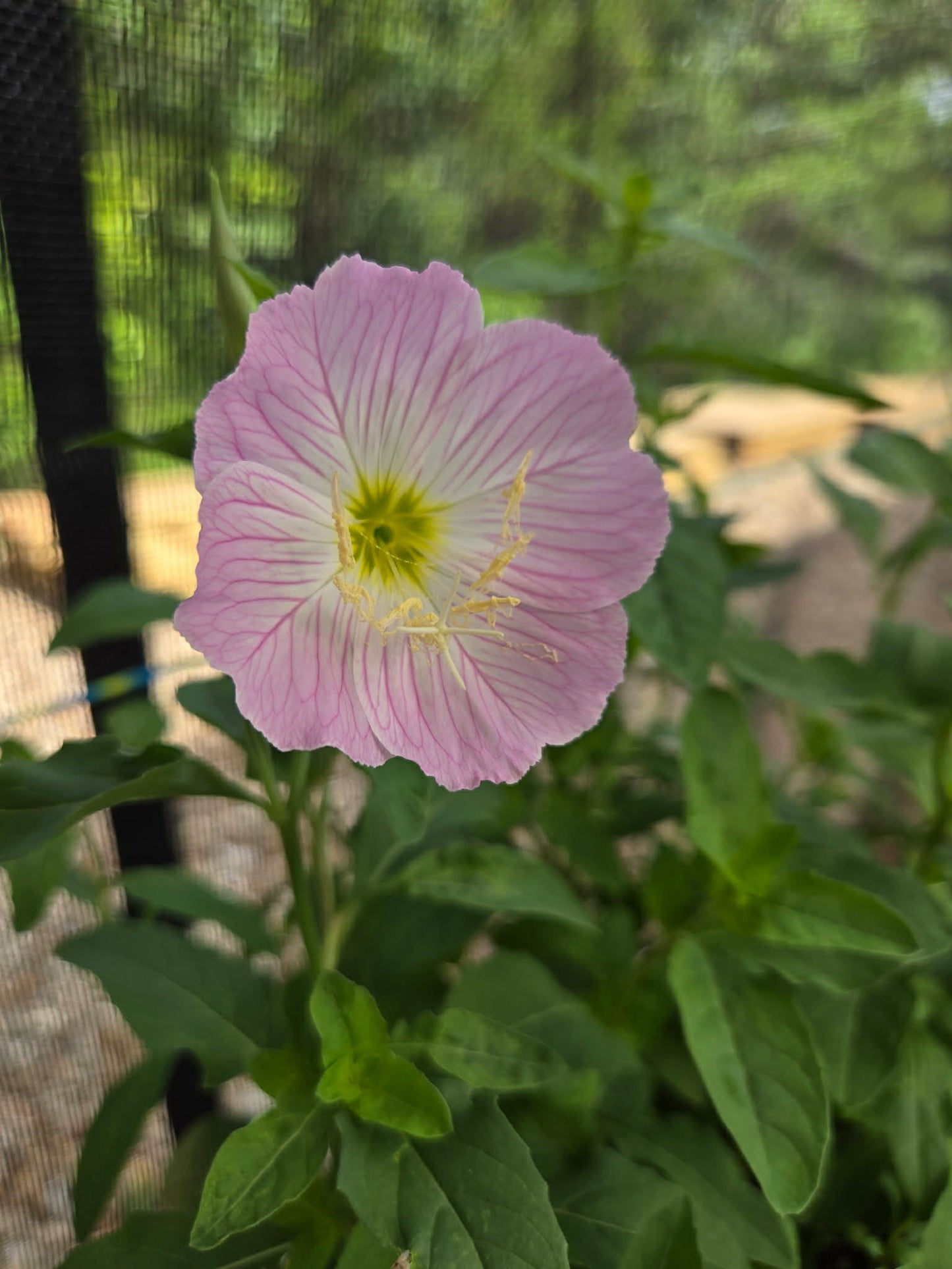 Oenothera speciosa --Showy Pink Evening Primrose--