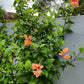 Hibiscus schizopetalus x. 'El Capitolio' --Peach Poodle Hibiscus--