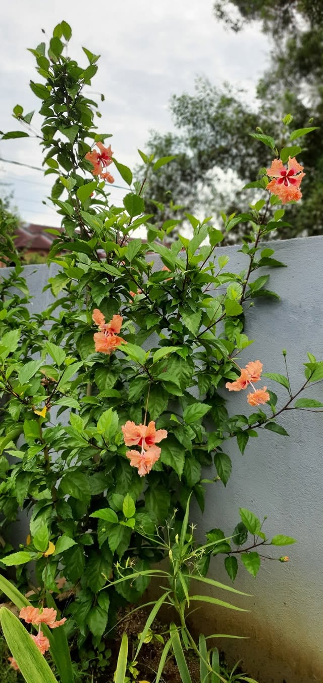 Hibiscus schizopetalus x. 'El Capitolio' --Peach Poodle Hibiscus--