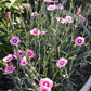 Dianthus plumarius 'Thea Mary'