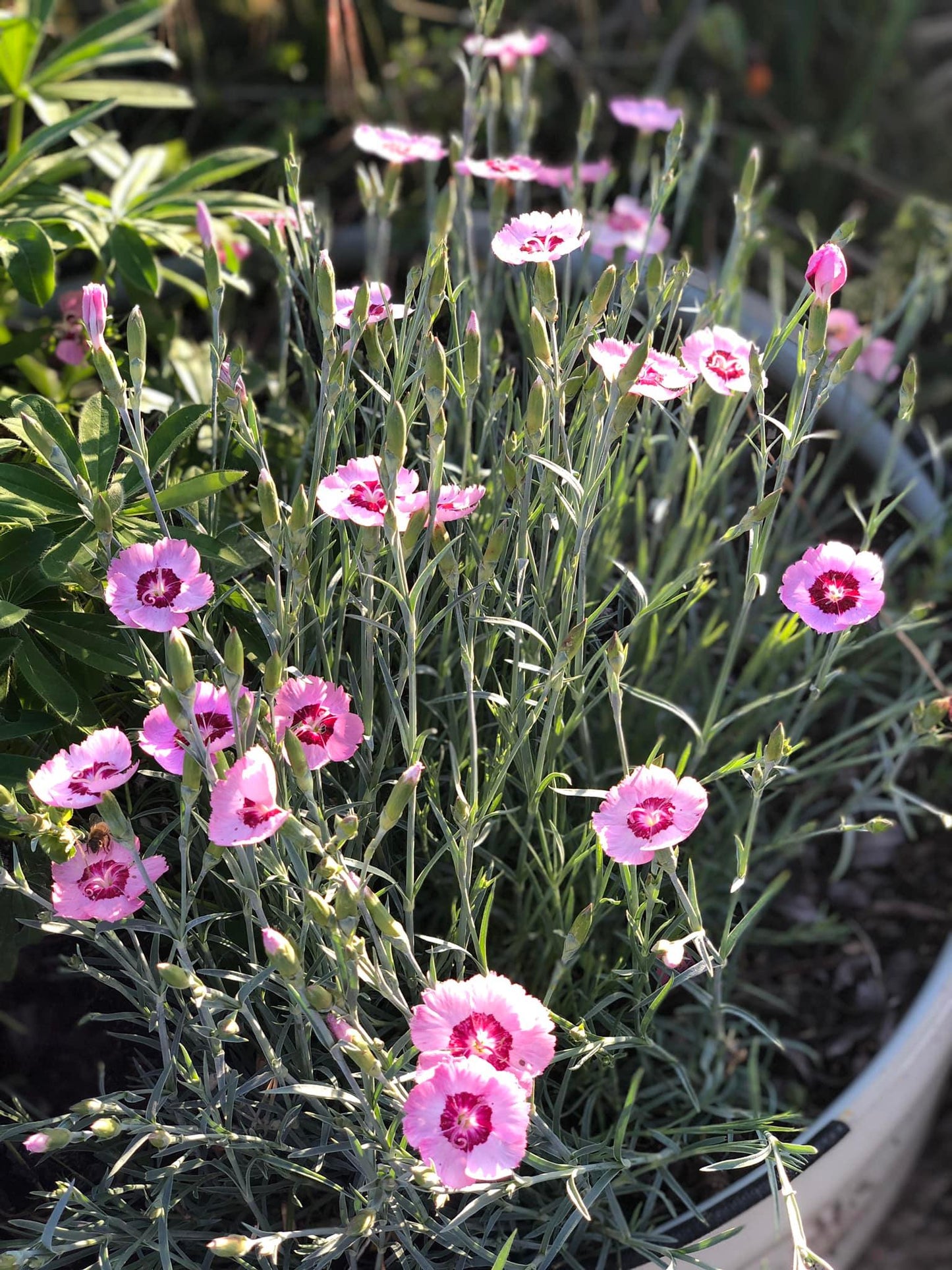 Dianthus plumarius 'Thea Mary'