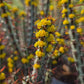 Euphorbia aeruginosa 'Minor' --Miniature Saguaro--