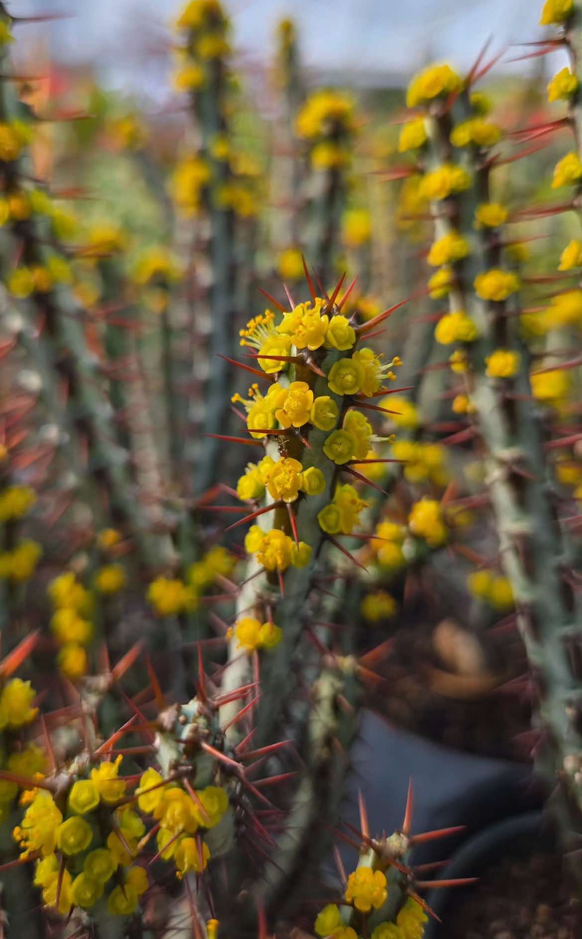 Euphorbia aeruginosa 'Minor' --Miniature Saguaro--