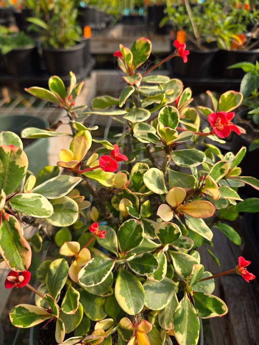 Euphorbia milii 'Variegata' --Variegated Crown of Thorns--