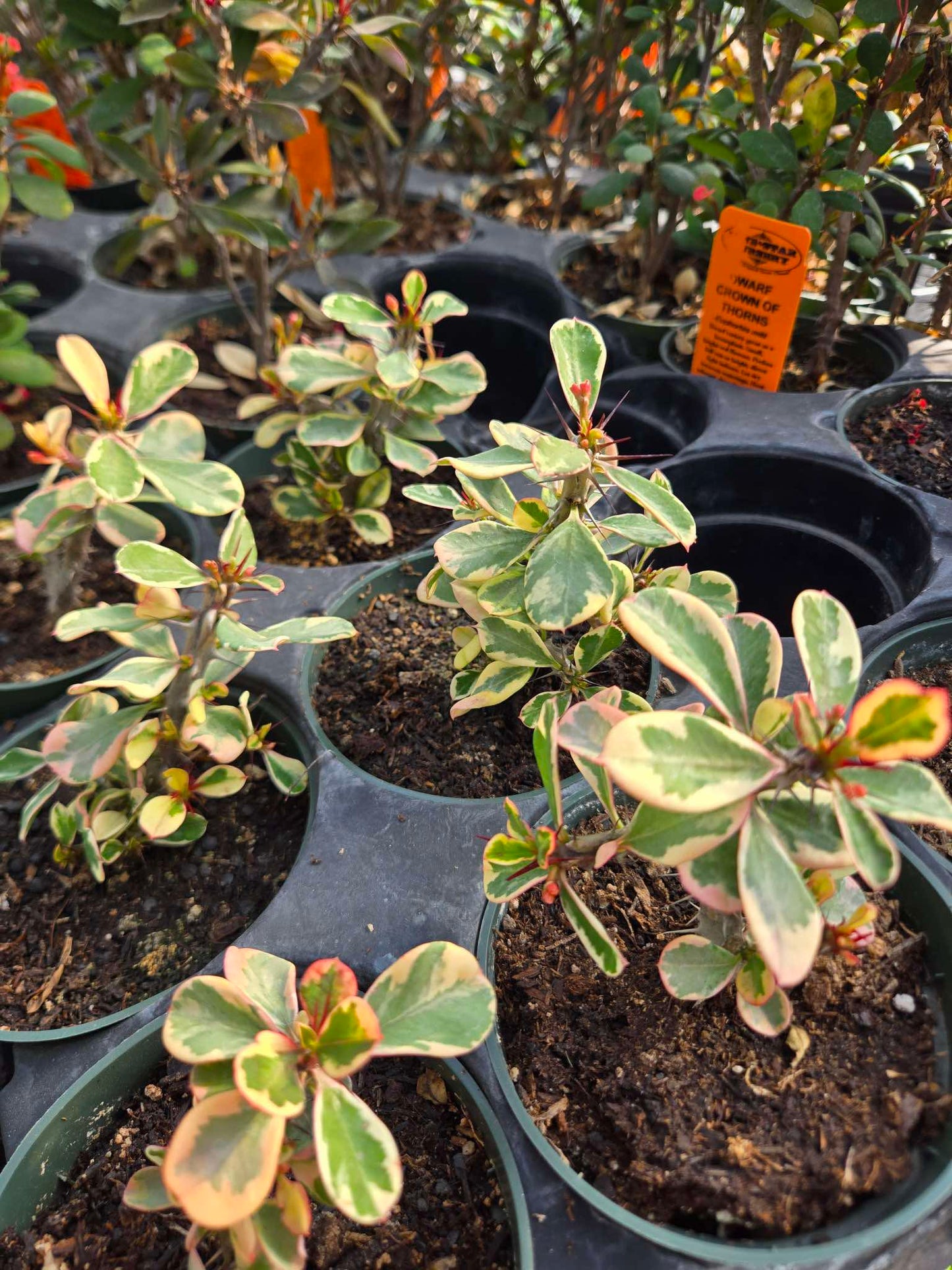 Euphorbia milii 'Variegata' --Variegated Crown of Thorns--